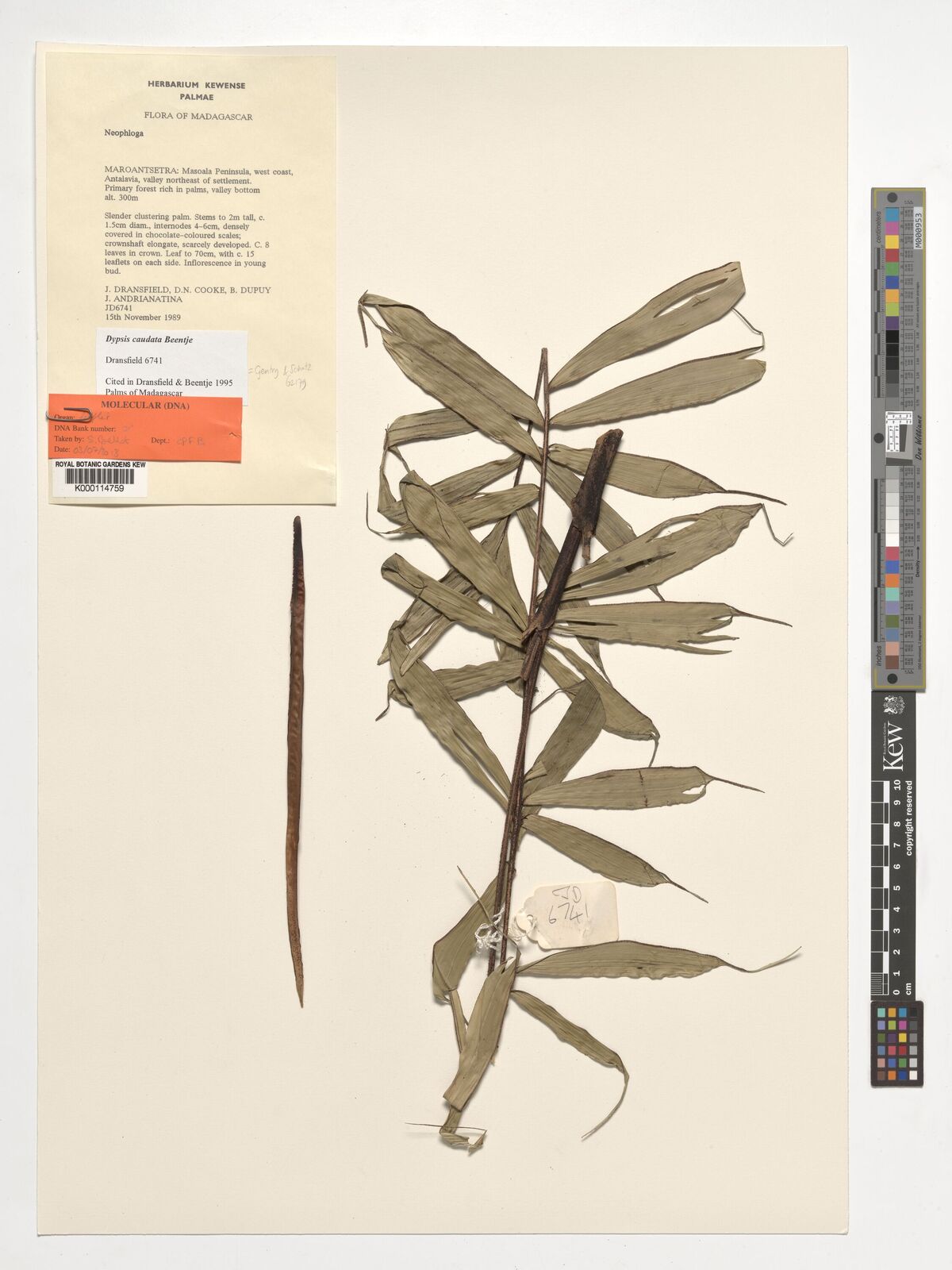 Dypsis caudata