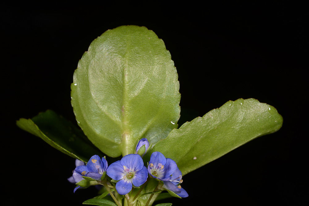 Veronica beccabunga L. | Plants of the World Online | Kew Science