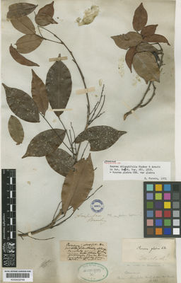 Kew Gardens K000633749:  Beechy [s.n.] Panama