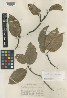 Kew Gardens K000681584:  Bangham, W.N.; Bangham, C.M. [930] Indonesia