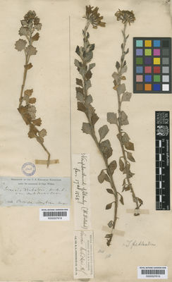 Kew Gardens K000527619:  Cunningham, R.O. [s.n.] Falkland Islands