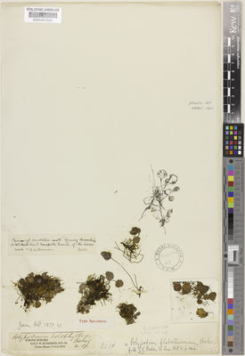 Kew Gardens K000491690:  Burbidge, F.W. [s.n.] Malaysia