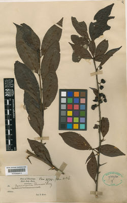 Kew Gardens K000669815:  Kurz, S. [s.n.] India