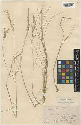 Kew Gardens K000808844:  Uechtritz, M.F.S., von. [s.n.] Czech Republic