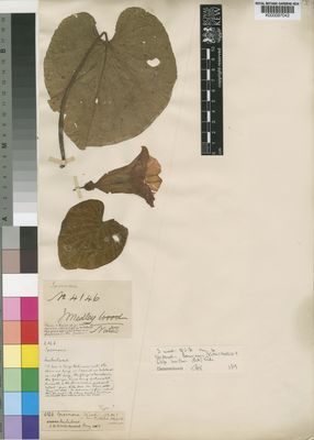 Kew Gardens K000097042:  Wood, J., M. [4146] South Africa