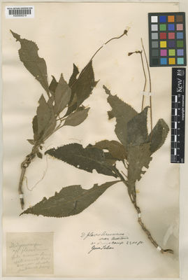 Kew Gardens K000858219:  s.coll. [s.n.] Malaysia