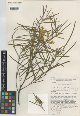 Kew Gardens K000821265:  Coveny, R.; Lander, N.S. [5667] Australia