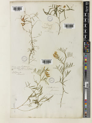 Kew Gardens K001051450:  Nuttall, T. [s.n.] United States