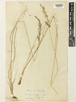 Kew Gardens K000912969:  Porcius, F. [s.n.] Romania