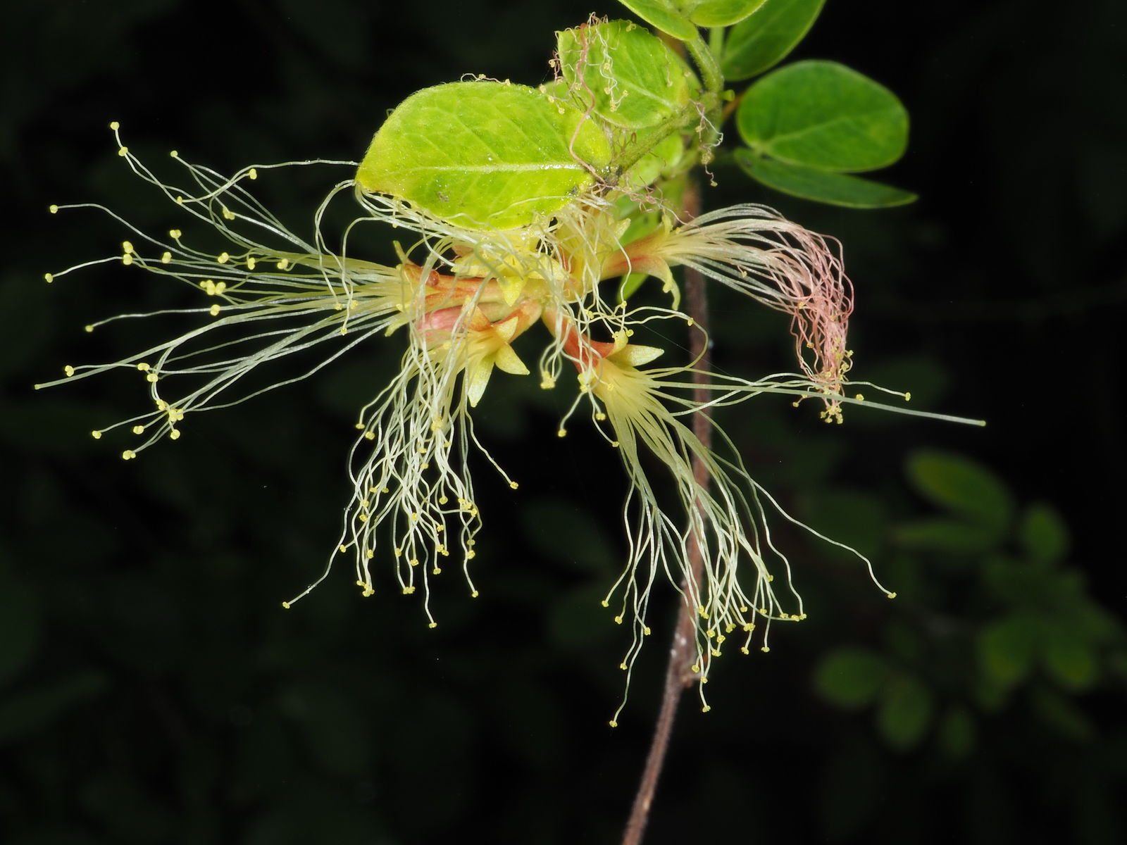 Pithecellobium dulce (Roxb.) Benth. | Plants of the World Online | Kew ...