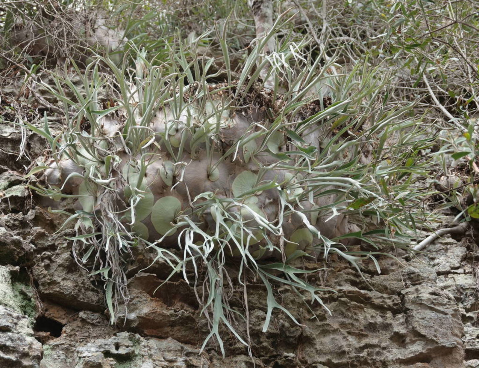 Platycerium veitchii (Underw.) C.Chr. | Plants of the World Online ...