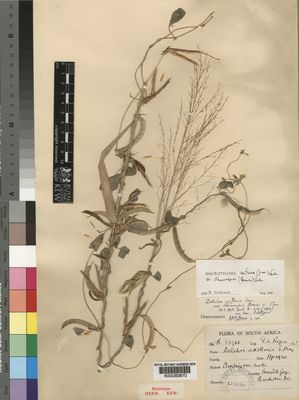 Kew Gardens K000263670:  Rogers, F., A. [23966] South Africa