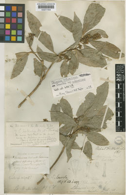 Kew Gardens K000717949:  Wallich, N. [s.n.] Nepal