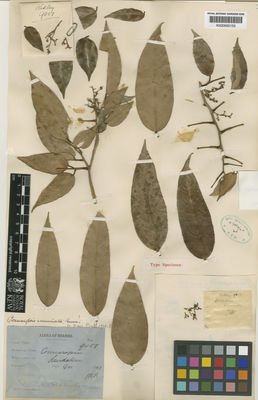 Kew Gardens K000693159:  Ridley, H., N. [9057] Malaysia