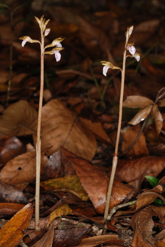 © copyright of the Board of Trustees of the Royal Botanic Gardens, Kew.