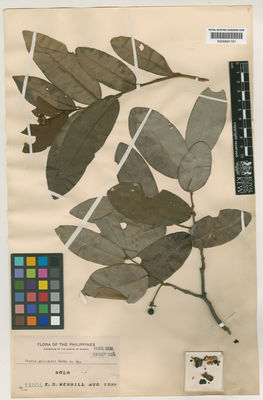 Kew Gardens K000691151:  Merrill, E.D. [11551] Philippines