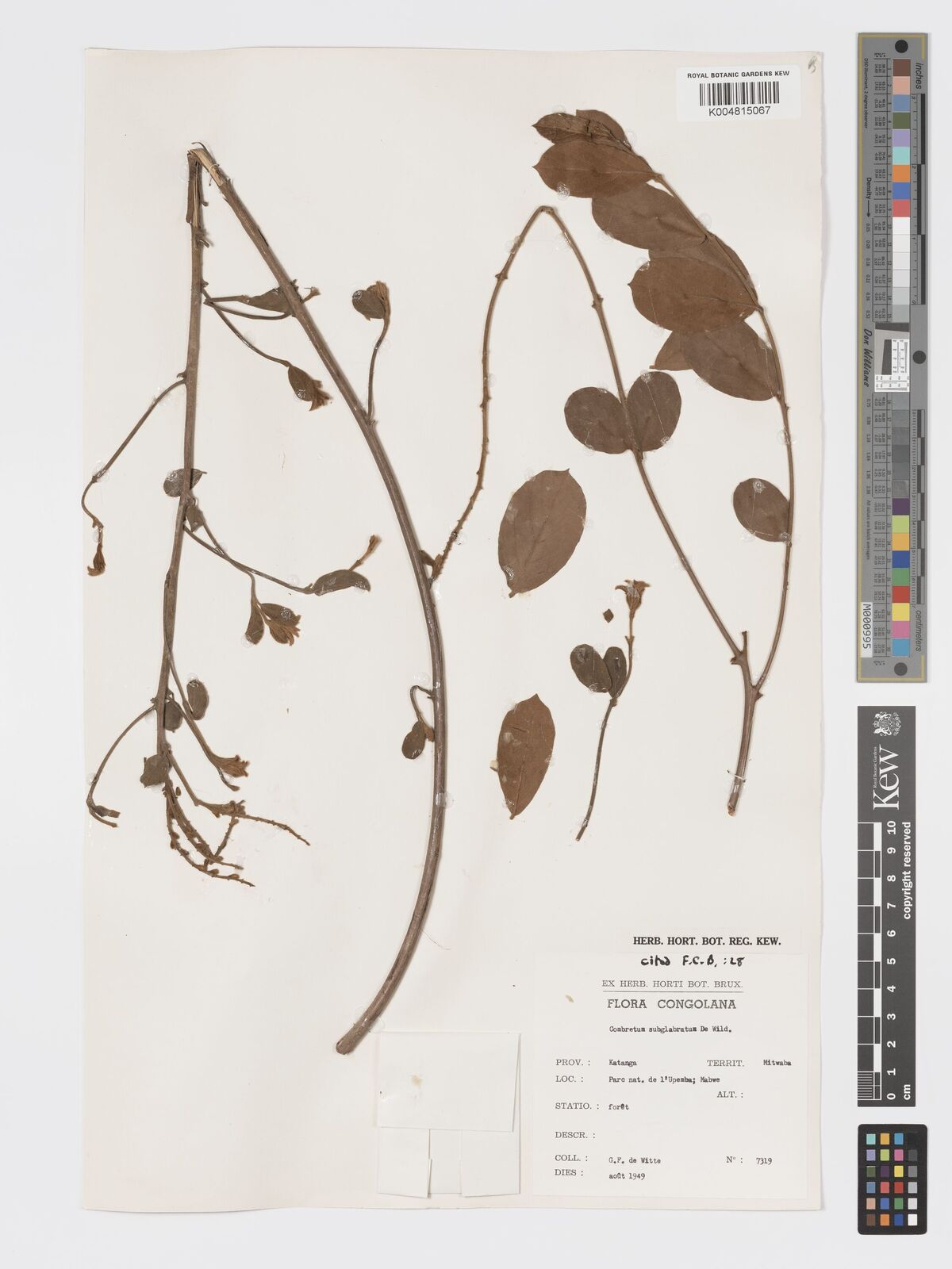 Combretum subglabratum