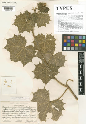 Kew Gardens K000254114:  Lundell, C.L.; Lundell, A.A. [12312] Mexico