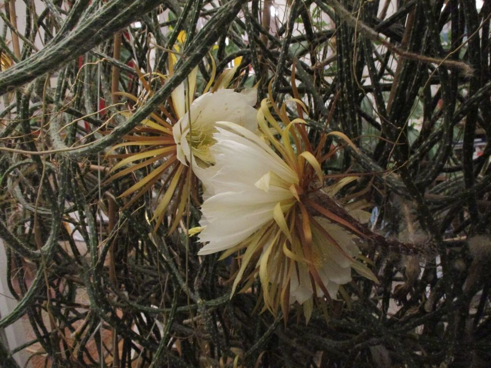 Selenicereus grandiflorus subsp. donkelaarii (Salm-Dyck) Ralf