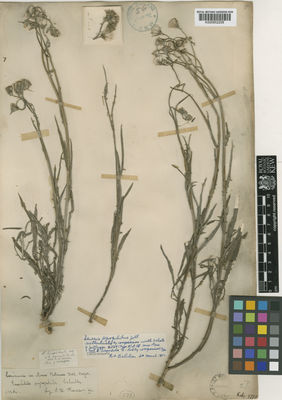 Kew Gardens K000852208:  Koorders, S.H. [37880]