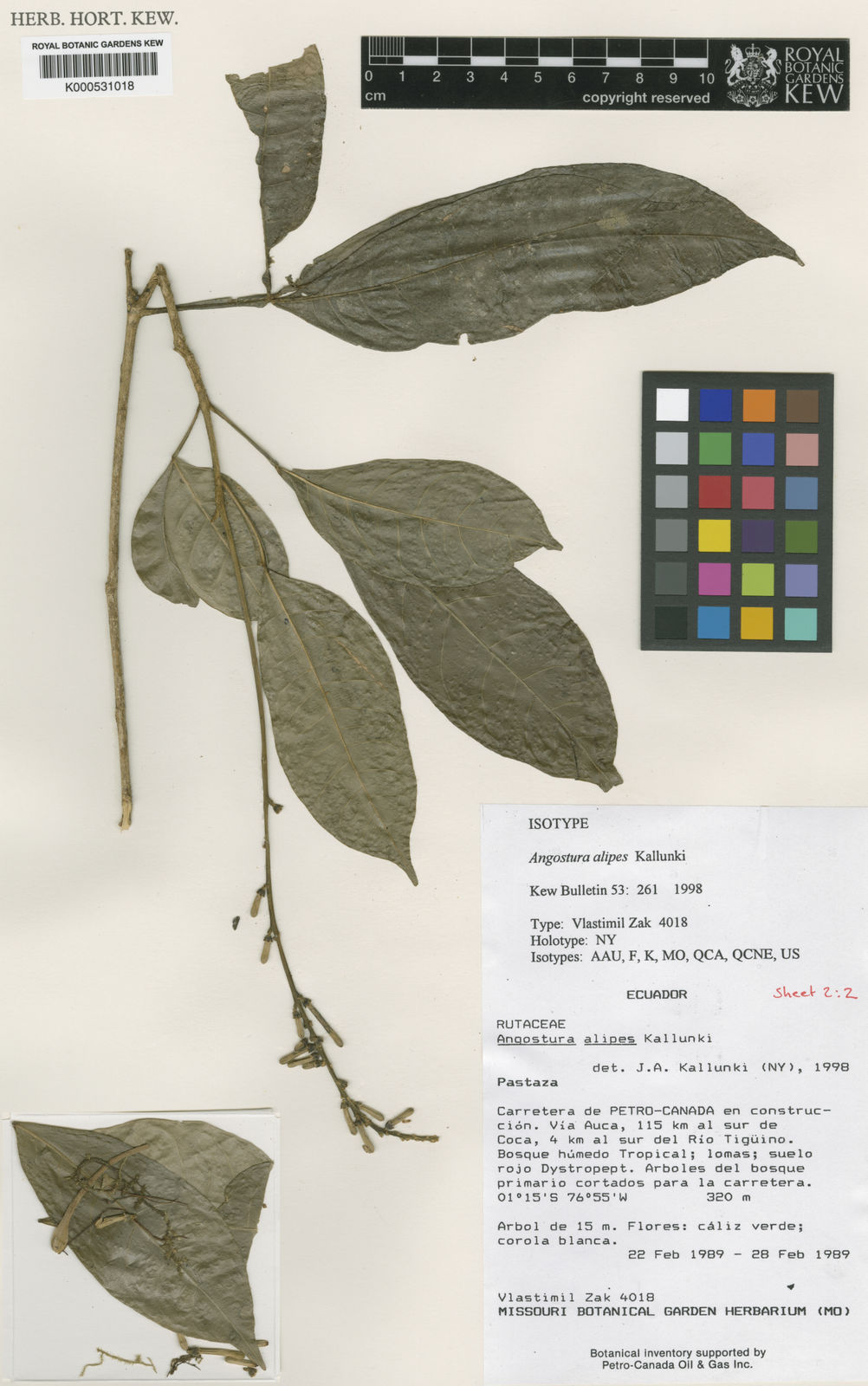 Angostura Kallunki | Plants of the Online Kew Science