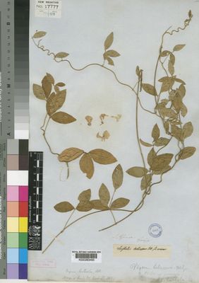 Kew Gardens K000263465:  Drege [s.n.] South Africa