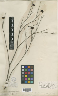 Kew Gardens K000686233:  s.coll. [s.n.] Australia