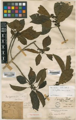 Kew Gardens K000669477:  s.coll. [939]