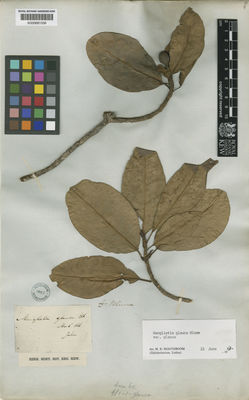 Kew Gardens K000681536:  Blume, C.L. [s.n.] Indonesia