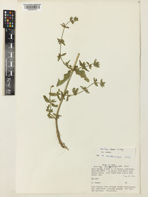 Kew Gardens K000928739:  Timmis, R. [65] Iran