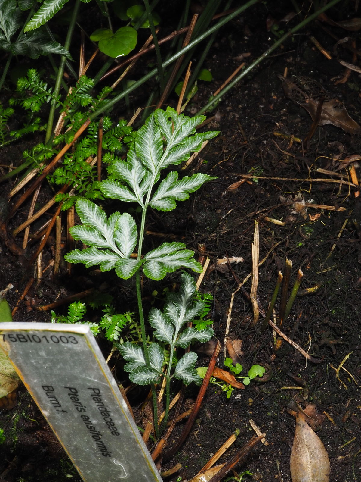 © copyright of the Board of Trustees of the Royal Botanic Gardens, Kew.