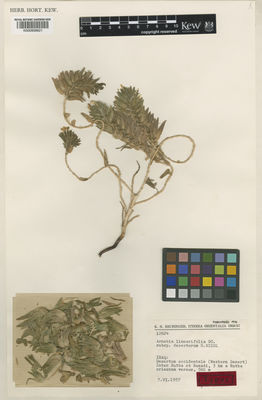 Kew Gardens K000958621:  Rechinger, K.H. [12624] Iraq