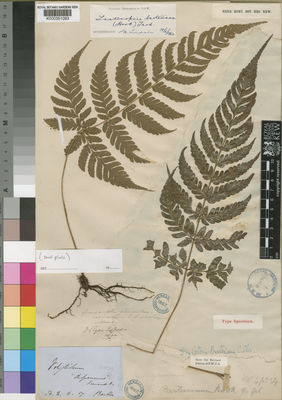 Kew Gardens K000351093:  Barter [s.n.] Equatorial Guinea