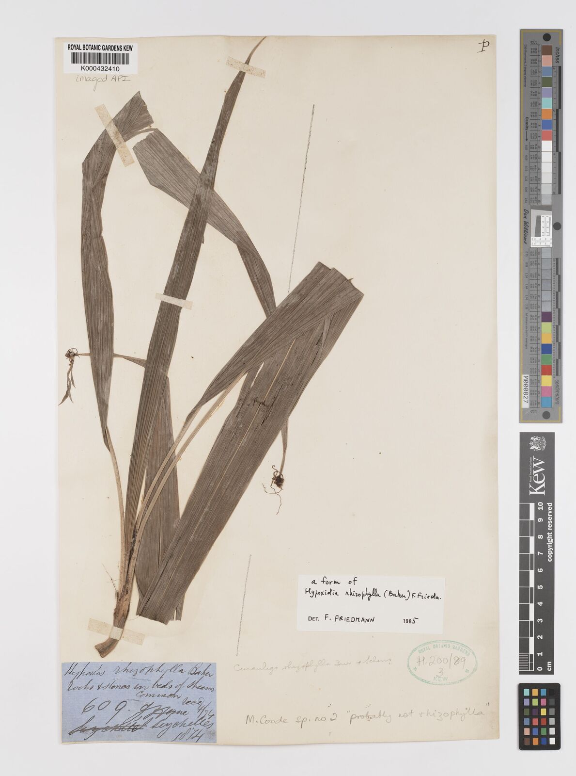 Kew Gardens K000432410:  Harne, J. [609] Seychelles