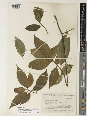 Kew Gardens K001089734:  Yuncker, T.G.; Dawson, R.F.; Youse, H.R. [6253] Honduras