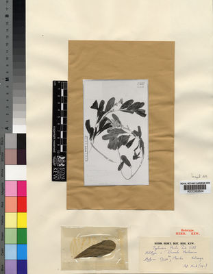 Kew Gardens K000262624:  Hock, A. [1911?] Congo, Republic of the