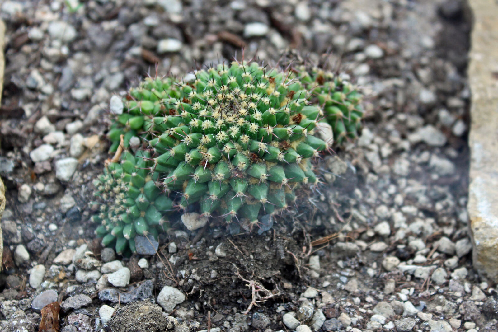 Mammillaria sartorii