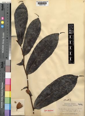 Kew Gardens K000311322:  Gossweiler, J. [7693] Cameroon