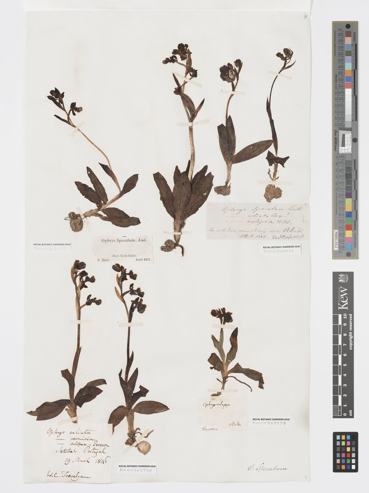 Kew Gardens K000363956:  de Heldreich [s.n.] Greece