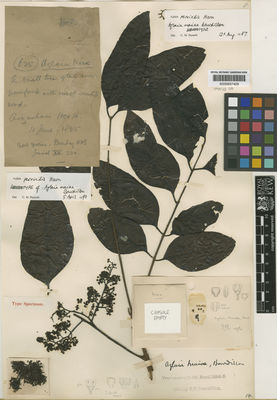 Kew Gardens K000657429:  Bourdillon, T.F. [625] India