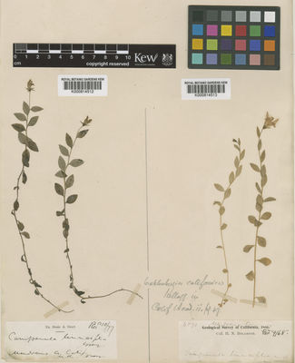 Kew Gardens K000814512:  Vasey, G.R. [s.n.] United States