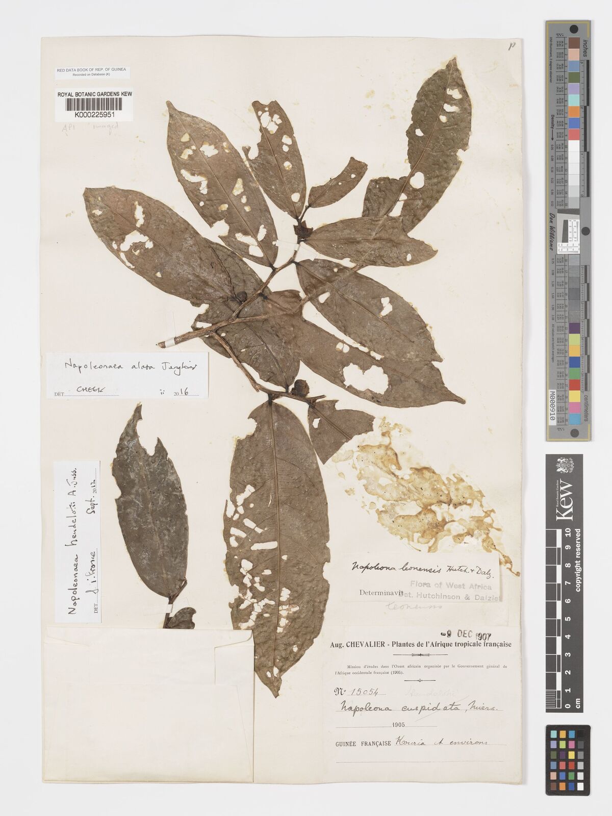 Kew Gardens K000225951:  Chevalier, A. [15054] Guinea