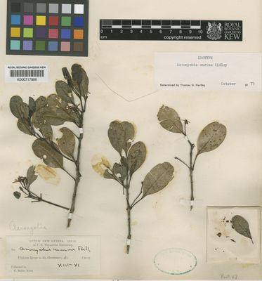 Kew Gardens K000717888:  Kloss, C.B. [s.n.] Indonesia