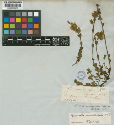 Kew Gardens K000438917:  s.coll. [1245] Colombia
