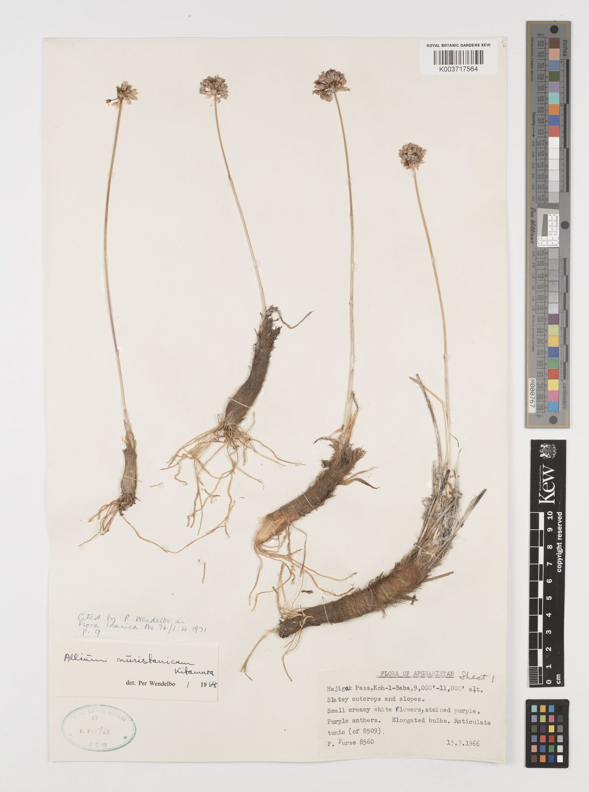 Allium nuristanicum