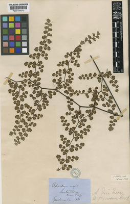 Kew Gardens K000484010:  s.coll. [s.n.] Guatemala