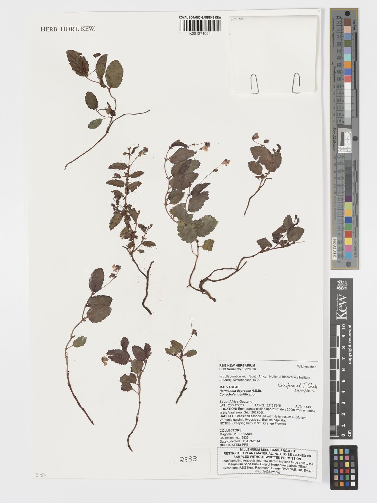 Hermannia depressa