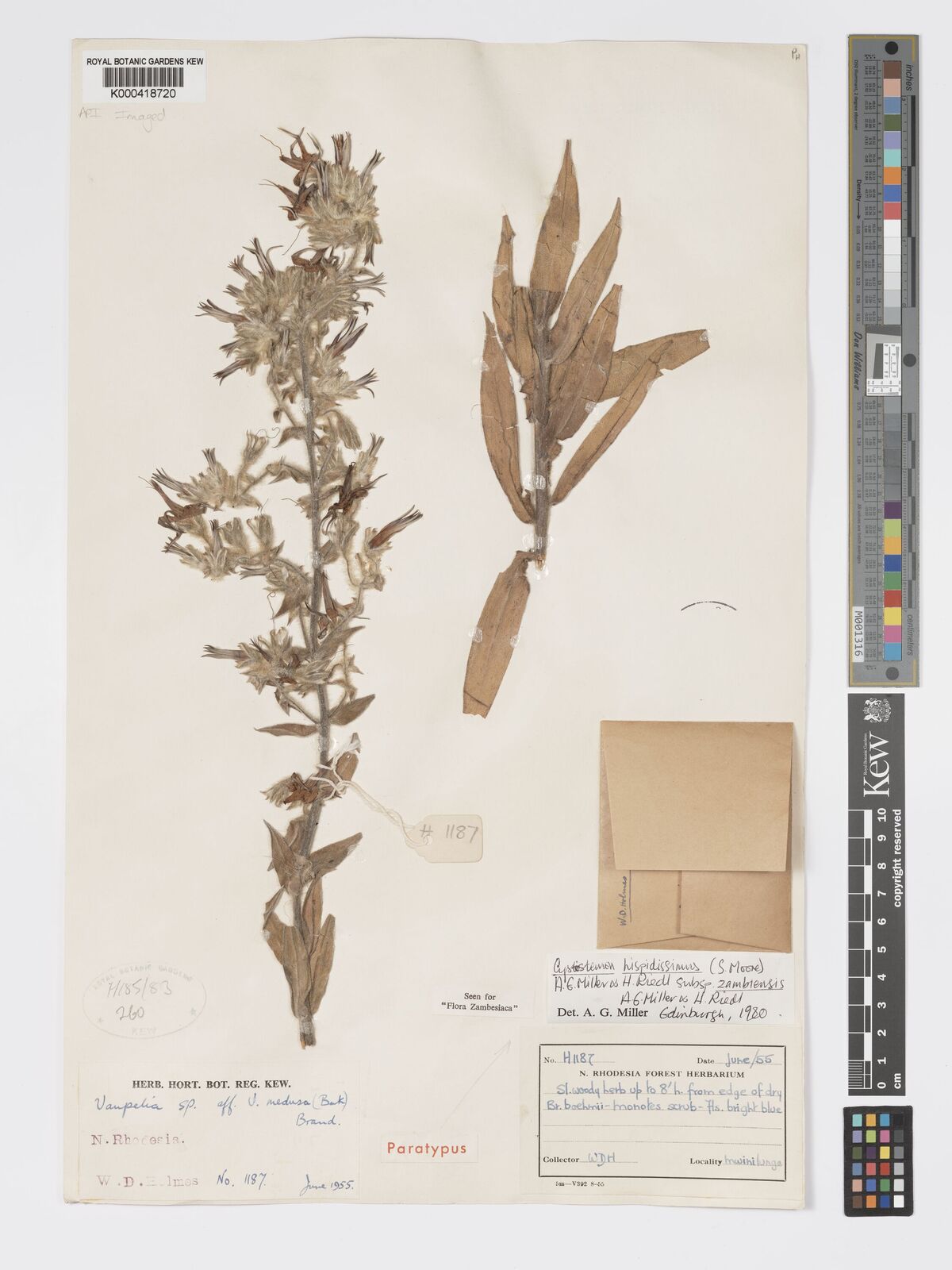 Kew Gardens K000418720:  Holmes, W.D. [H1187] Zambia