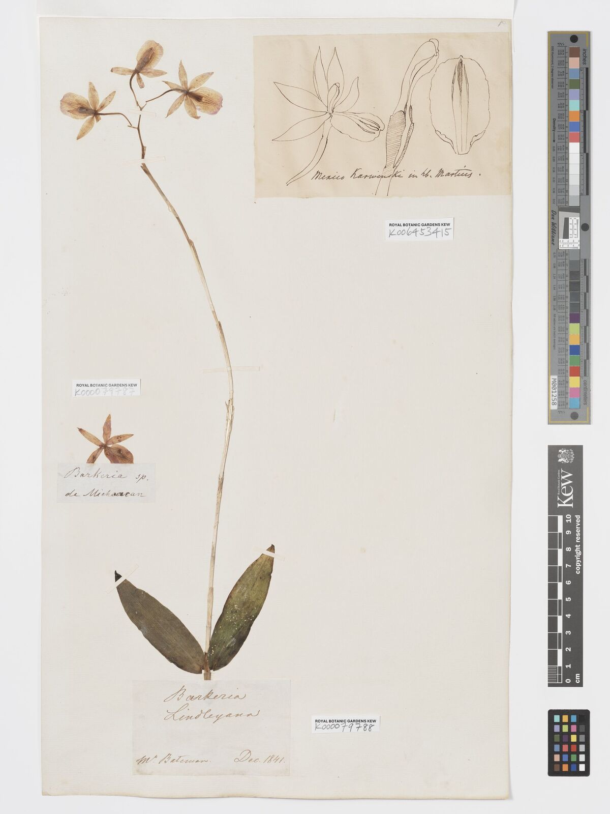 Kew Gardens K000079788:  Bateman, J. [s.n.]