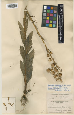 Kew Gardens K000843819:  Fernald, M.L.; Long, B.; St John, H. [8241] Canada